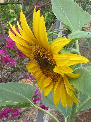 Sunflower 02